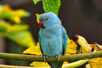 Blue Parrot2 Indian Ringneck