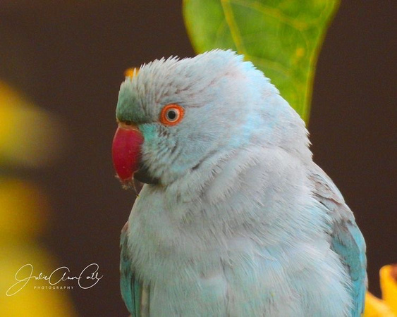 Blue Parrot 1 Indian Ringneck