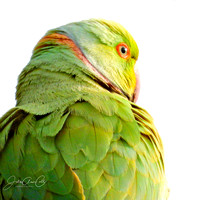 HeadShot of Parrot facing the Sun SQ WM