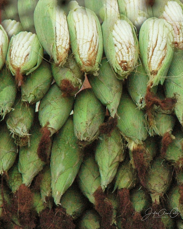 Mexican Corn at market 8X10-16X20