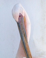 Pink pelican 8X10-16X20