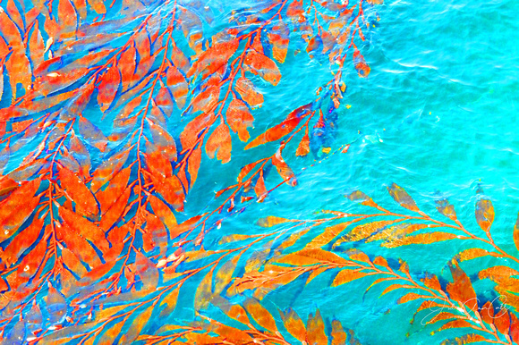 Sea Kelp in Tangerine and Turquoise Horizontal