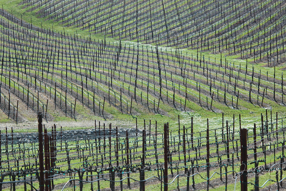 California Vineyard Horizontal 8X12, 16X24