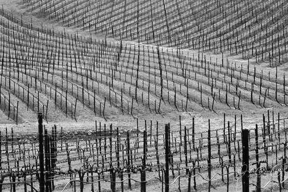California Vineyard Horizontal BW 8X12, 16X24
