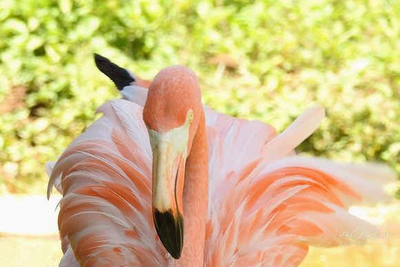 Flamingo Fling 8X12, 16X24