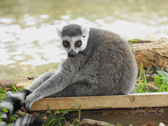 Lemur 8X10