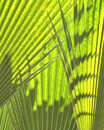Bright Green Fronds 8X10, 16X20