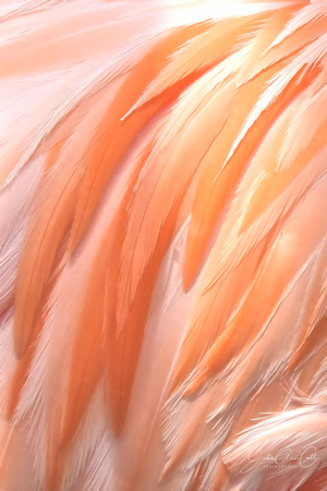 Flamingo Feathers Vertical 8X12, 16X24
