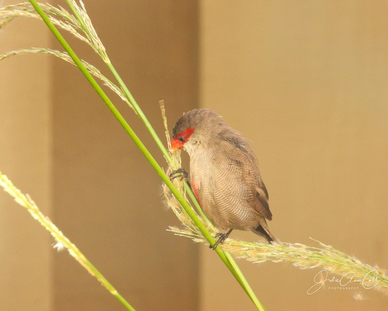 Common Waxbill  In the grass 8X10