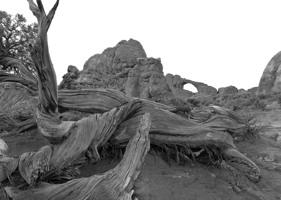 Moab Arches Tree Trunk BW