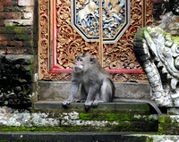 Bali Monkey Ruin Doors