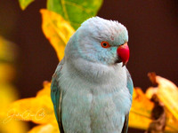 Blue Parrot 4 Indian Ringneck