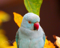 Blue Parrot 3 Indian Ringneck