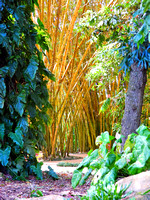 Bamboo Path One WM