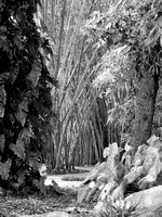 Bamboo Path One  BWWM