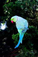 Blue Rose-ringed Parakeet WM