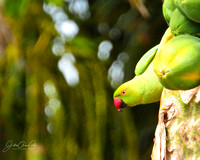 Indian Ringneck Parrot peeking Out WM