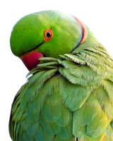 CloseUp Shot of Rose-ringed Parrot 8X10 WM