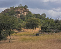 Africa Landscape with Buffalo