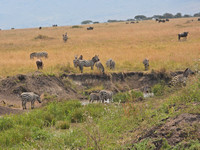 Africa  Zebra Landscape