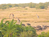 Africa Landscape with Giraffes and wildebeast