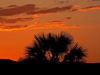 Africa Maramboi at Sunset 5