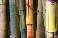 Bamboo Vivid WM