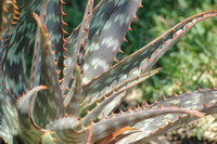 Aloe  Mexico 8X12-16X24