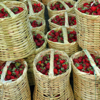 Strawberries- Mexico Market Square Print   - Kitchen Accent