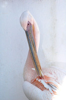 Mykonos Pink Pelican 8X12-16X24