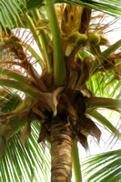 Costa Rica Palm Tree ART 20X30