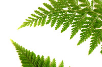 Ferns GreenHorizontal 8X12