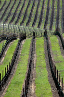 California Vineyard 2 Vertical 8X12, 16X24