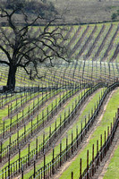 California Vineyard 8X12,16X24