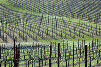 California Vineyard Horizontal 8X12, 16X24