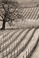 California Vineyard Sepia 8X12,16X24