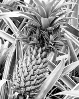 Black and White Pineapple 8X10, 16X20
