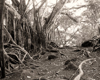 Banyan Tree Hike Pupukea Trail Oahu 8X10