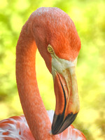 Flamingo Head 8X12, 16X24