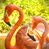 Flamingo Pair Square