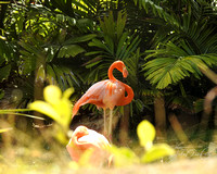 Flamingo Scene 8X10, 16X20