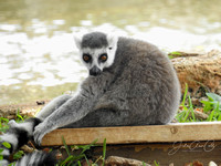 Lemur 8X10