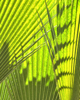 Bright Green Fronds 8X10, 16X20