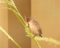Common Waxbill  In the grass 8X10