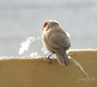 Common Waxbill on the Fence Square