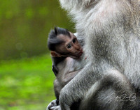 Baby monkey NursingWM