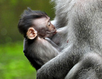 Baby Monkey Nursing 168WM