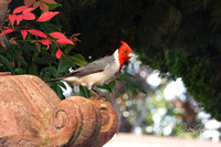Hawaiian Cardinal on urn WM