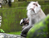 Baby Monkey Nursing behind ruinsWM