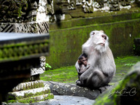 Baby monkey Nursing RuinsWM
